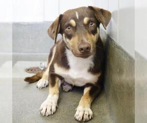 American Staffordshire Terrier-Unknown Mix Dogs for adoption in San Antonio, TX, USA