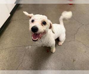 Poodle (Miniature) Dogs for adoption in Berkeley , CA, USA