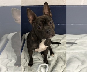 Faux Frenchbo Bulldog Dogs for adoption in Sterling, MA, USA