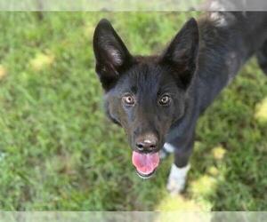 German Shepherd Dog-Unknown Mix Dogs for adoption in Tulsa, OK, USA