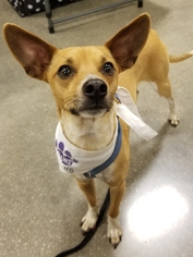 Chihuahua-Unknown Mix Dogs for adoption in Irving, TX, USA