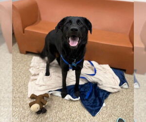 Shepradors Dogs for adoption in Boston, MA, USA