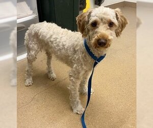 Poodle (Standard) Dogs for adoption in Fremont, CA, USA