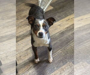 Mutt Dogs for adoption in Sanford, FL, USA