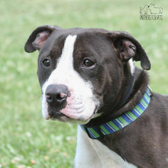 American Boston Bull Terrier Dogs for adoption in Troy, IL, USA