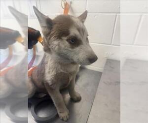 Siberian Husky Dogs for adoption in San Bernardino, CA, USA