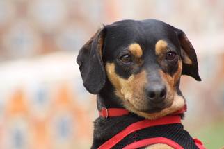 Dachshund-Unknown Mix Dogs for adoption in Bell Gardens, CA, USA