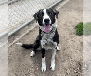 Border Collie-Unknown Mix Dogs for adoption in Modesto, CA, USA