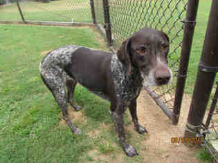 German Shorthaired Pointer Dogs for adoption in Grovetown, GA, USA