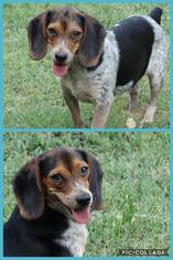 Beagle Dogs for adoption in Longview, TX, USA