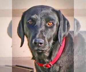 Labrador Retriever Dogs for adoption in Hoffman Estates, IL, USA