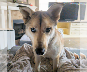 Siberian Husky Dogs for adoption in Omaha, NE, USA