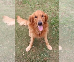 Golden Retriever Dogs for adoption in PIPE CREEK, TX, USA