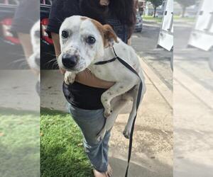 Mutt Dogs for adoption in San Antonio, TX, USA