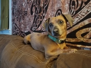 Chiweenie Dogs for adoption in Lewistown, PA, USA