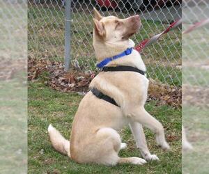 Shepradors Dogs for adoption in Martinsburg, WV, USA