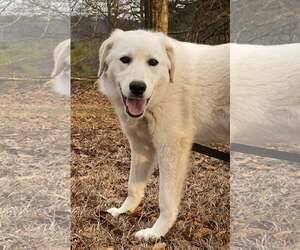 Golden Pyrenees Dogs for adoption in Attalka, AL, USA