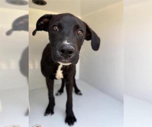 Labrador Retriever Dogs for adoption in Houston, TX, USA