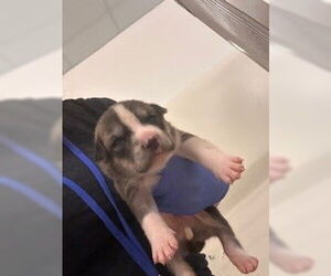 Staffordshire Bull Terrier-Unknown Mix Dogs for adoption in Houston, TX, USA