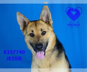 German Shepherd Dog Dogs for adoption in Stockton, CA, USA