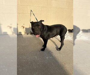 American Bulldog Dogs for adoption in Lufkin, TX, USA