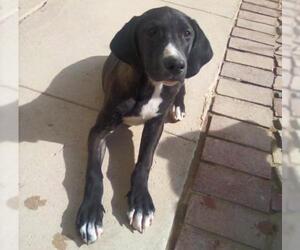 Bluetick Coonhound Dogs for adoption in Apple Valley, CA, USA