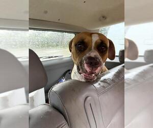 American Staffordshire Terrier-Unknown Mix Dogs for adoption in Fort Lauderdale, FL, USA