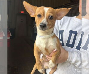 Chihuahua-Unknown Mix Dogs for adoption in Washington, DC, USA