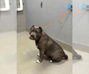 American Bulldog-Unknown Mix Dogs for adoption in Las Vegas, NV, USA