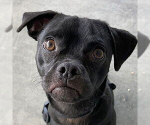 Mutt Dogs for adoption in Pleasanton, CA, USA