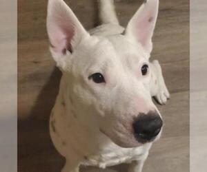 Bull Terrier Dogs for adoption in Von Ormy, TX, USA