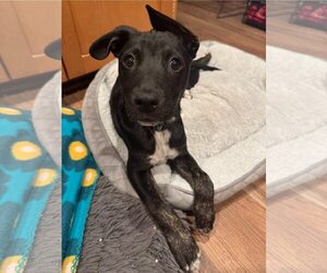 Australian Kelpie-Australian Shepherd Mix Dogs for adoption in Cave Creek, AZ, USA