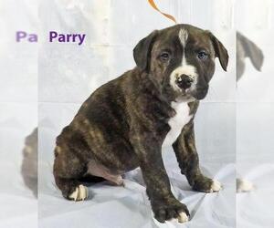 Mastador Dogs for adoption in Griffin, GA, USA