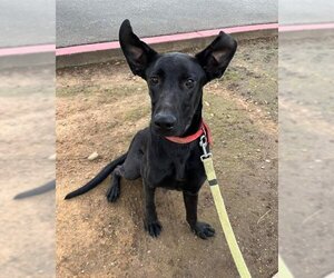 Doberman Pinscher-Labrador Retriever Mix Dogs for adoption in Sacramento, CA, USA