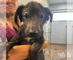 Medium Photo #6 Mutt Puppy For Sale in Washington, DC, USA