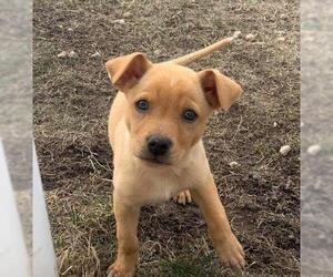 Mutt Dogs for adoption in Monticello, IA, USA
