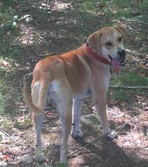 Mutt Dogs for adoption in PALMER, MA, USA