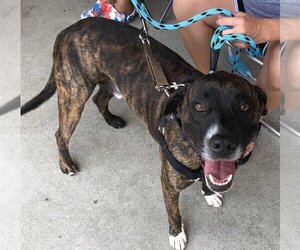 American Pit Bull Terrier-Beagle Mix Dogs for adoption in Spotsylvania, VA, USA