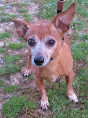 Chihuahua Dogs for adoption in Franklin, TN, USA