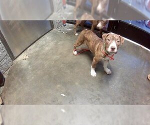Bullmastiff-Unknown Mix Dogs for adoption in Tulsa, OK, USA