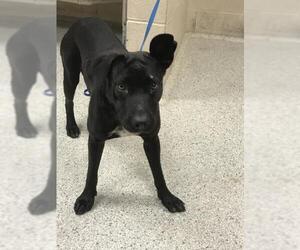 Labrador Retriever-Unknown Mix Dogs for adoption in Conroe, TX, USA