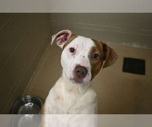American Pit Bull Terrier Dogs for adoption in Decatur, IL, USA