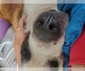 Saint Bernard Dogs for adoption in danville, CA, USA