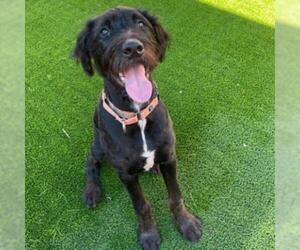 Poodle (Standard) Dogs for adoption in Tempe, AZ, USA