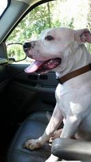 Medium Photo #1 American Bulldog Puppy For Sale in Conroe, TX, USA