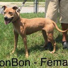 Labrador Retriever Dogs for adoption in Waycross, GA, USA