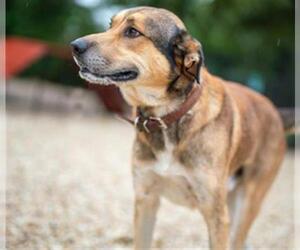 Anatolian Shepherd-Labrador Retriever Mix Dogs for adoption in Waco, TX, USA