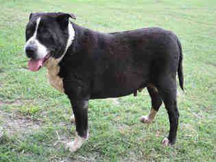 Borador Dogs for adoption in Lufkin, TX, USA