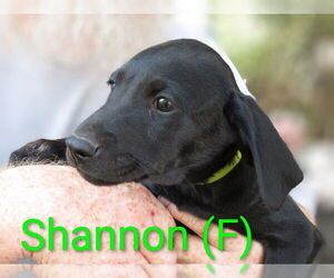 Labrador Retriever-Unknown Mix Dogs for adoption in Aurora, IN, USA