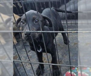 Mutt Dogs for adoption in San Antonio, TX, USA